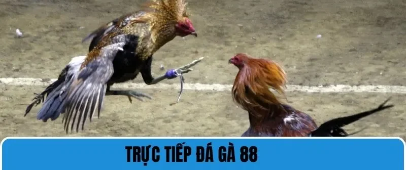Trực Tiếp Đá Gà 88 - Trải Nghiệm Chất Lượng Cá Cược Đỉnh Cao 1 trực tiếp đá gà 88